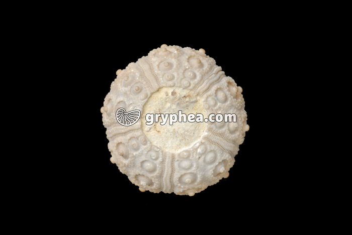 Oursin fossile - face inférieure (Cidaris sp.) - gryphea.org